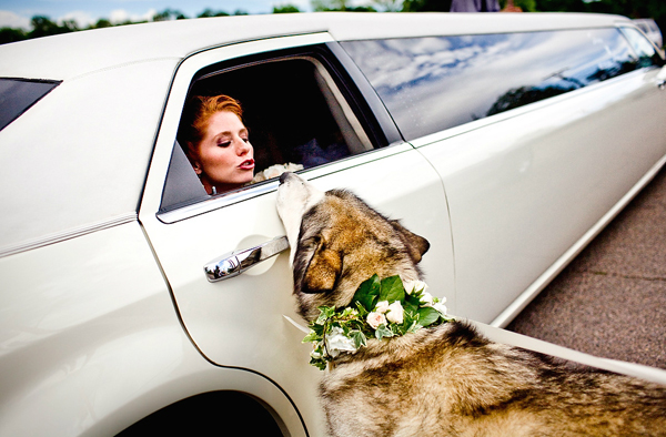 dog with bride in limo at wedding, photo by Twin Lens | junebugweddings.com dog with bride in limo at wedding, photo by Twin Lens | junebugweddings.com