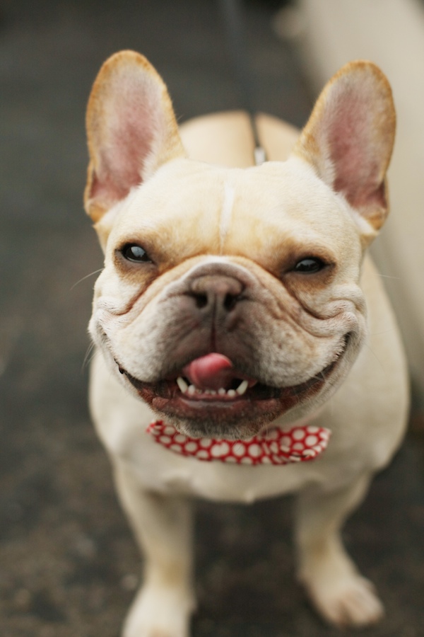 adorable french bulldog in red polkadot bow tie - photo by East Coast wedding photographer Alison Conklin adorable french bulldog in red polkadot bow tie - photo by East Coast wedding photographer Alison Conklin