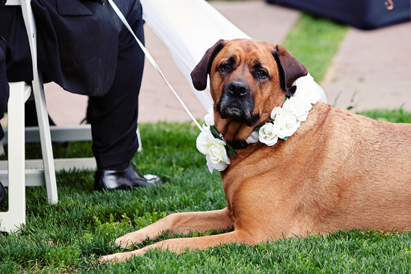 sweet dog in flower collar waiting for wedding ceremony - photo by top Denver wedding photographer Jared Wilson sweet dog in flower collar waiting for wedding ceremony - photo by top Denver wedding photographer Jared Wilson