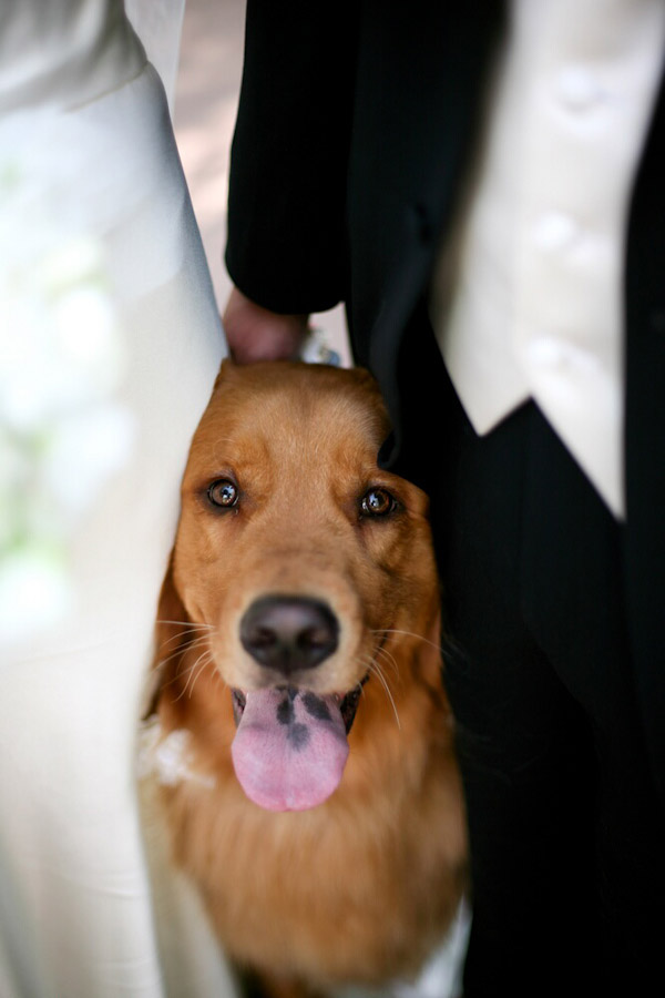 sweet dog at wedding photo by John and Joseph Photography sweet dog at wedding photo by John and Joseph Photography