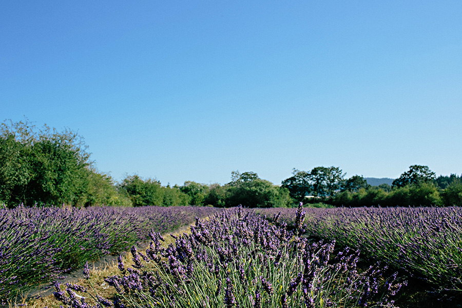 lavender farm wedding inspiration photo shoot with photos by Jennifer Ballard Photography | via junebugweddings.com lavender farm wedding inspiration photo shoot with photos by Jennifer Ballard Photography | via junebugweddings.com
