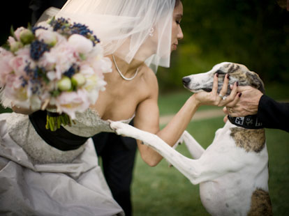 A bride and her dog, image by Amy and Stuart Photography A bride and her dog, image by Amy and Stuart Photography