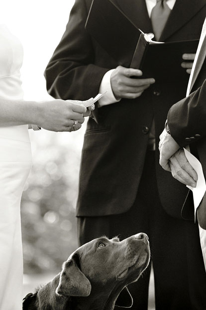 Dog during wedding ceremony, image by Laurel McConnell Photography Dog during wedding ceremony, image by Laurel McConnell Photography