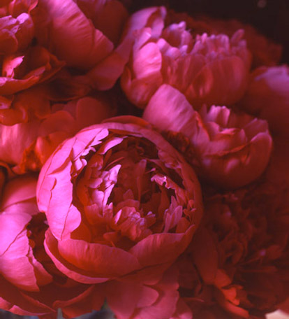 Fuchsia peonies, pink wedding bouquet, photo by Frances Janisch Fuchsia peonies, pink wedding bouquet, photo by Frances Janisch