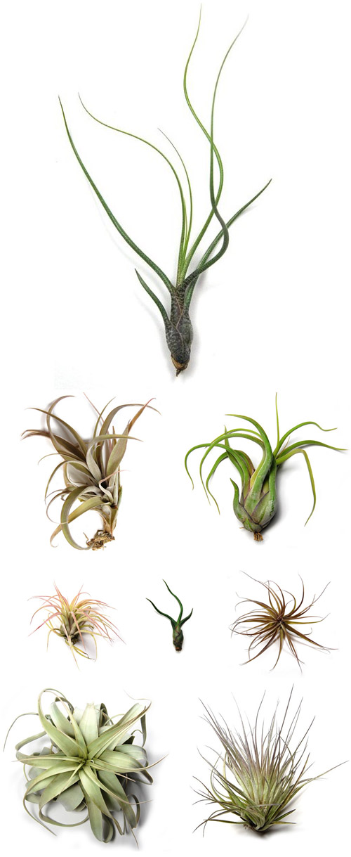 beautiful tillandsia air plants from Air Plant Supply Co., creative botanical wedding favors and decor beautiful tillandsia air plants from Air Plant Supply Co., creative botanical wedding favors and decor