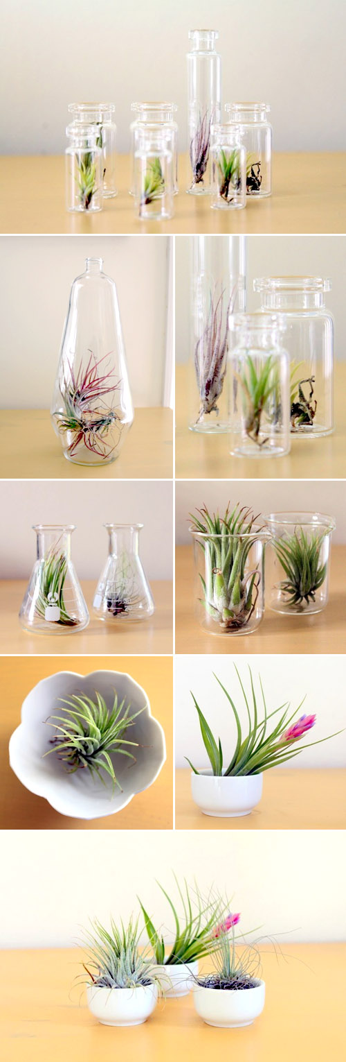 beautiful tillandsia air plants from Tortoise Loves Donkey, creative botanical wedding favors and decor beautiful tillandsia air plants from Tortoise Loves Donkey, creative botanical wedding favors and decor