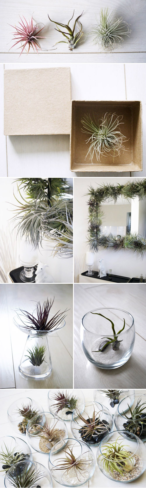 beautiful tillandsia air plants from To Hold, creative botanical wedding favors and decor beautiful tillandsia air plants from To Hold, creative botanical wedding favors and decor