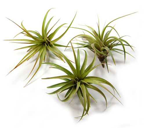 beautiful tillandsia air plants from Air Plant Supply Co., creative botanical wedding favors and decor beautiful tillandsia air plants from Air Plant Supply Co., creative botanical wedding favors and decor