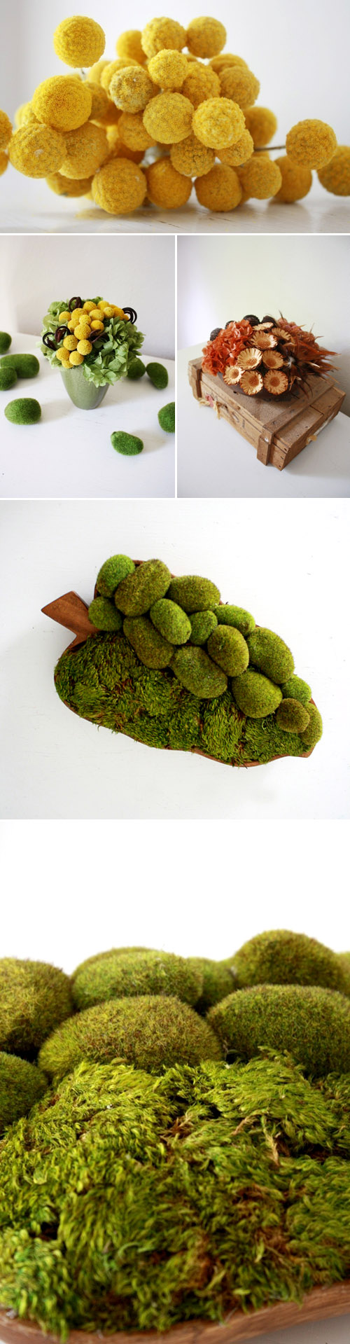 unique floral arrangements using preserved flowers, moss and seed pods, image and arrangements from Flores del Sol unique floral arrangements using preserved flowers, moss and seed pods, image and arrangements from Flores del Sol