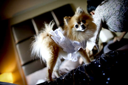 tiny dog wedding ring bearer tiny dog wedding ring bearer
