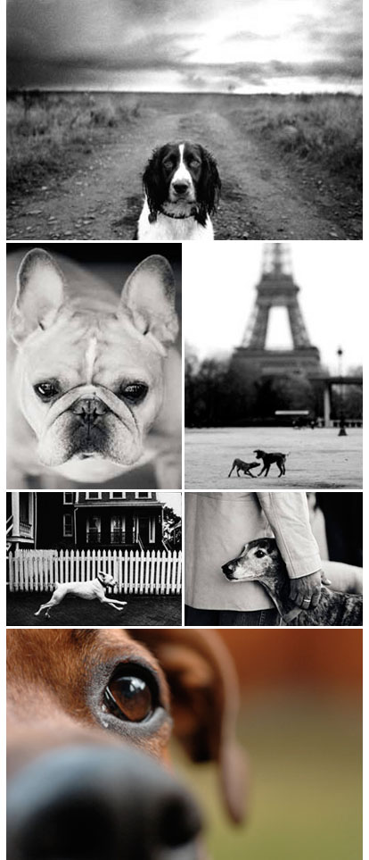 Robin Layton Photography, fine art dog and portrait photographer Robin Layton Photography, fine art dog and portrait photographer